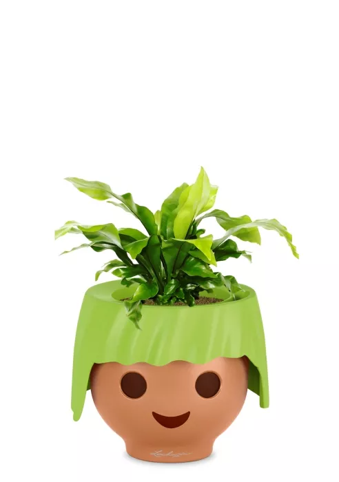 Асплениум Нидус 12/25 в OJO, зеленый