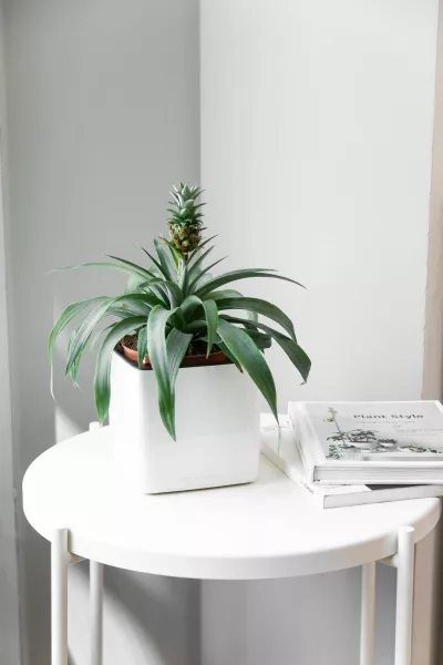 Ананас в CUBE GLOSSY 14