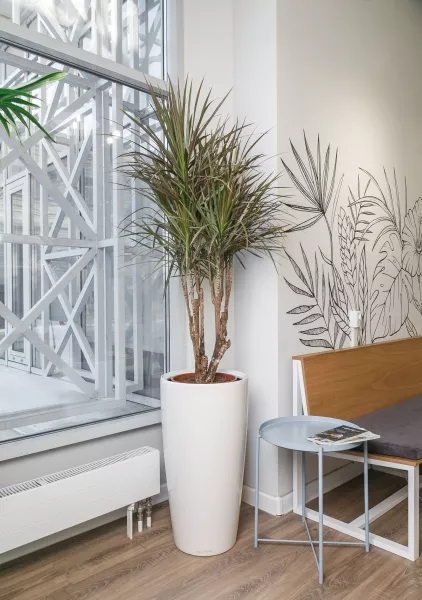 Драцена Маргината бранч 32/150  см