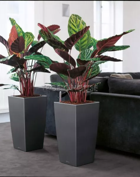 Кашпо LECHUZA CUBICO 40х75 см