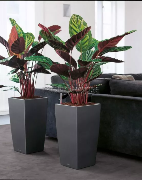 Кашпо LECHUZA CUBICO 40х75 см