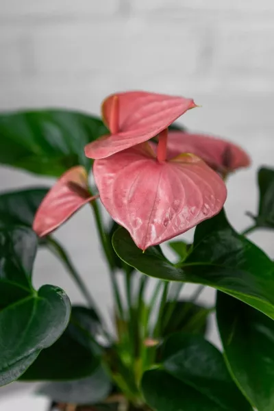 Антуриум розовый 12/40 см