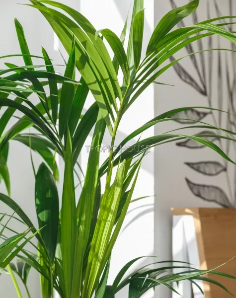 Ховея 24/130 см в CLASSICO COLOR 28