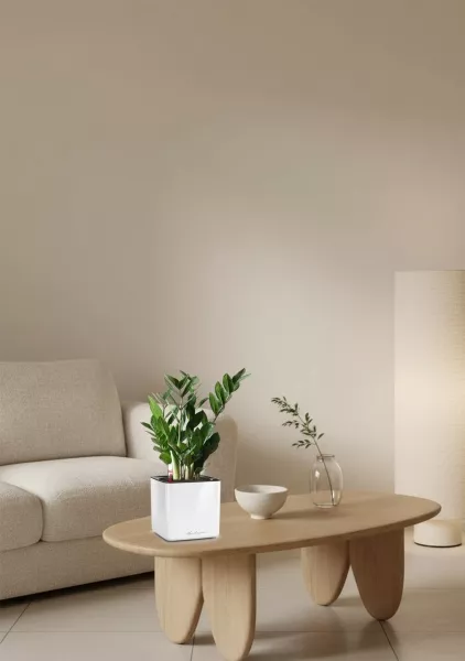 Замиокулькас 12/45 см в CUBE GLOSSY 14