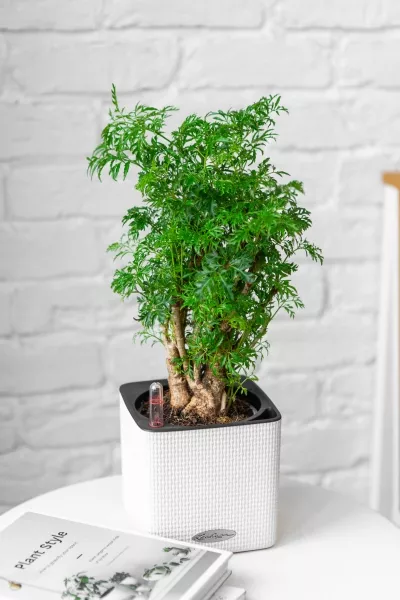 Полисциас в CUBE COLOR 14