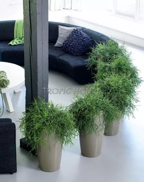 Кашпо LECHUZA RONDO 40х75 см