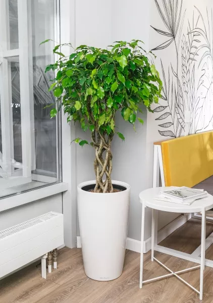 Фикус Бенджамина цилиндр 24/100 в RONDO 32