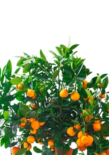 Цитрус Каламондин 19/60 см в QUADRO LS 28