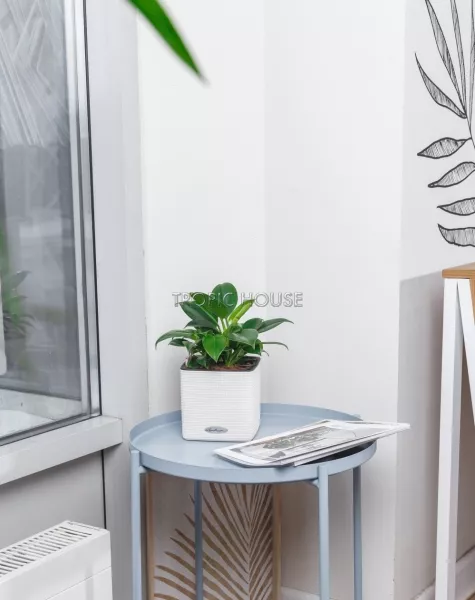 Филодендрон Грин Принцесс в CUBE COLOR 14