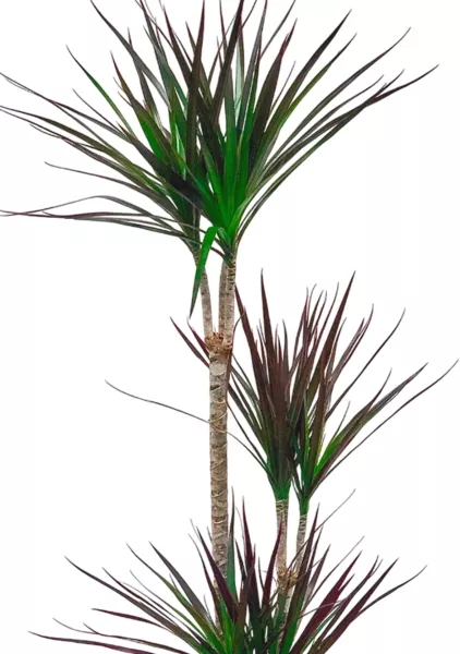 Драцена Маргината Маджента 3 ствола 21/110 см в LAMELA Finezja 30x30