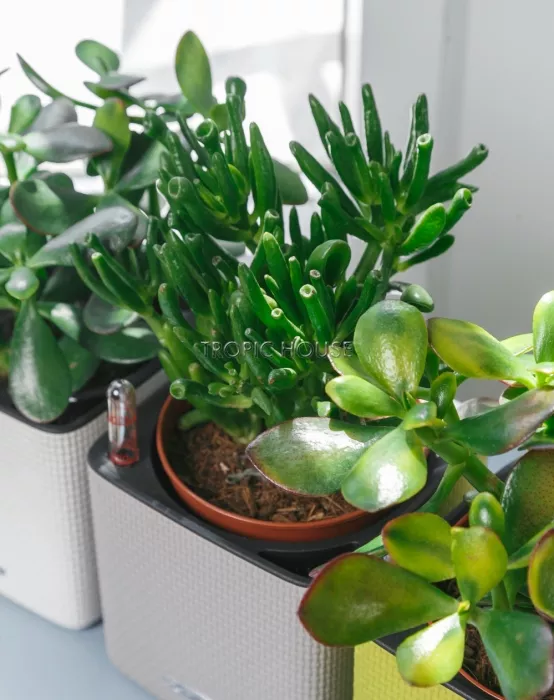 Набор "Денежные деревья" в CUBE 14