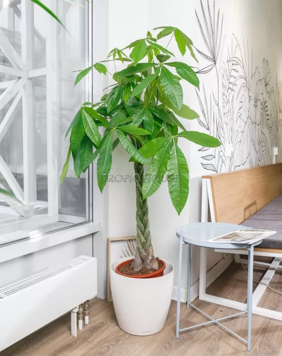 Пахира в CLASSICO 35