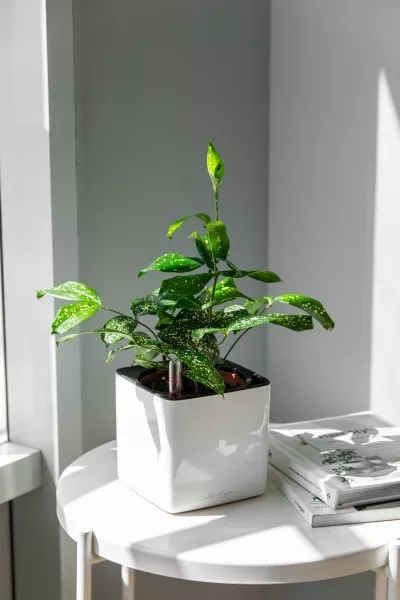 Драцена Суркулоза в CUBE Glossy 14