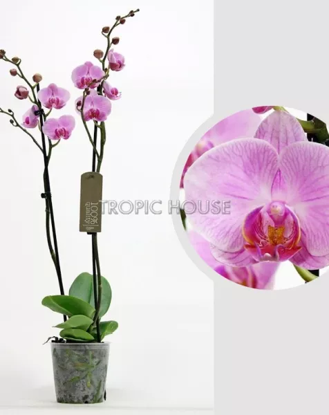 Орхидея Фаленопсис светло-розовая 12/60 см