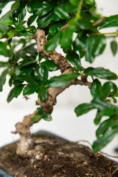 Бонсай микс в керамике 15/25 см