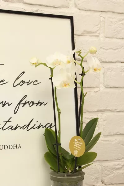 Орхидея Фаленопсис мини микс 9/30 см