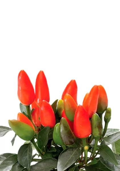 Капсикум микс 10/25 в CUBE GLOSSY KISS 14