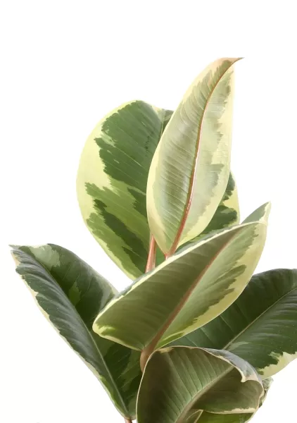 Фикус Эластика Тинеке 12/35 см