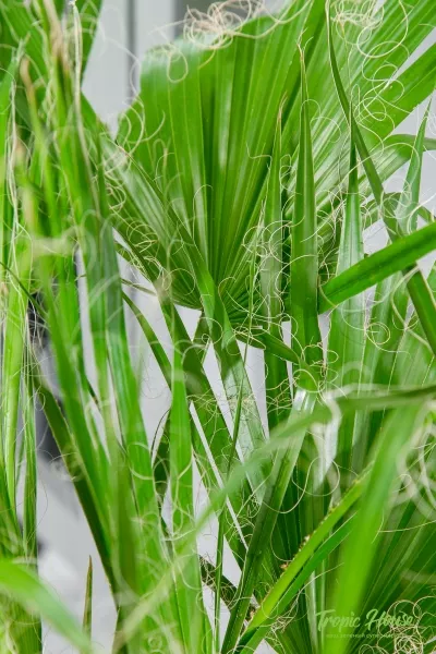 Вашингтония 21/110 см