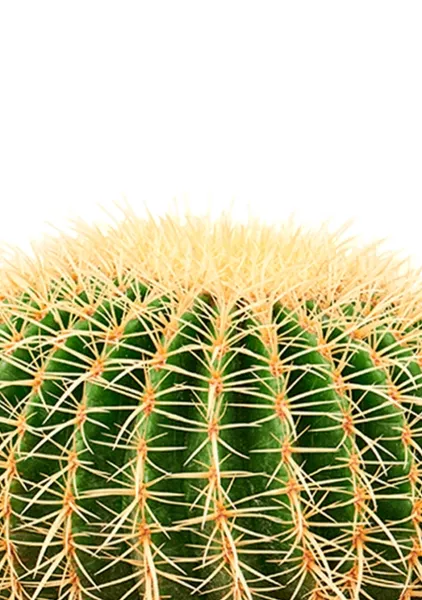 Эхинокактус Грузони 40/40 см в CLASSICO COLOR 43