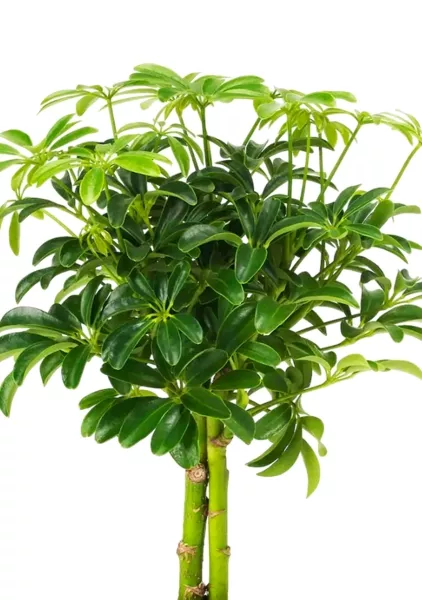 Шеффлера компакта на штамбе 12/40 см в CUBE GLOSSY KISS 14