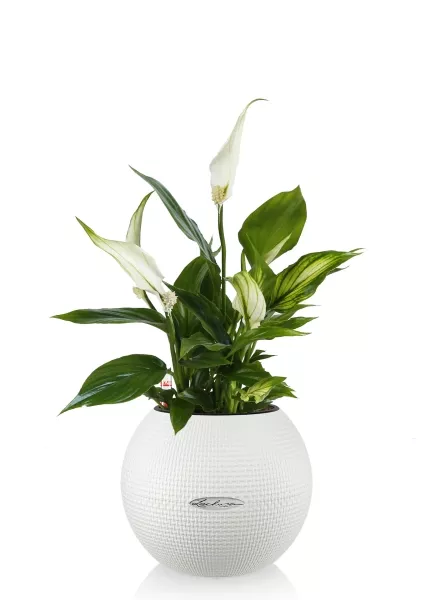 Спатифиллум в PURO 20