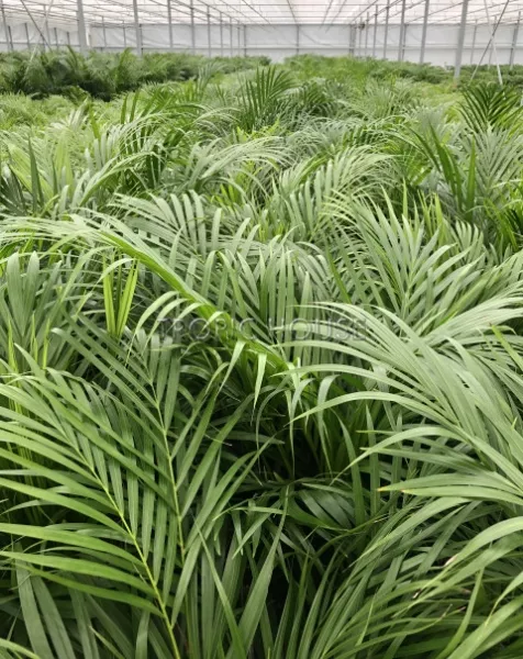 Хризалидокарпус в CUBE 50