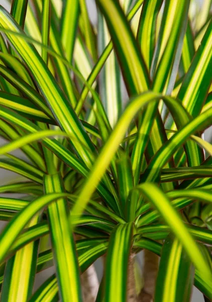 Драцена Маргината Санрей 3 ствола 27/150 см в CUBICO 30