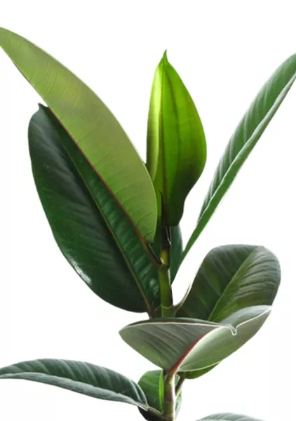 Фикус Эластика Робуста 12/40 см в PURO 20