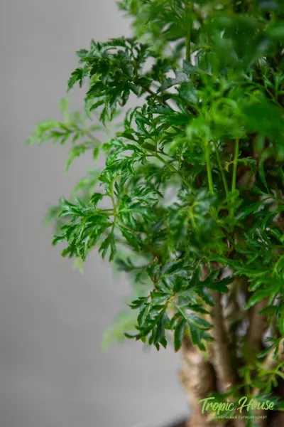 Полисциас в CANTO STONE 14