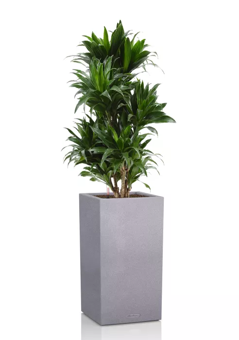 Драцена Компакта бранч в CANTO STONE HIGH 30, Серый камень 