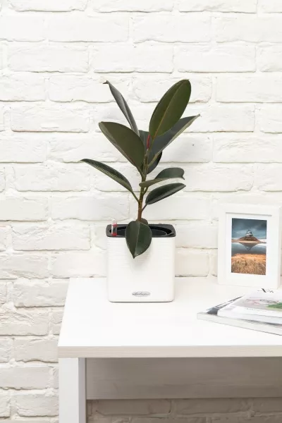 Фикус Эластика Абиджан 14/45 см