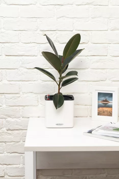 Фикус Эластика Абиджан 14/45 см