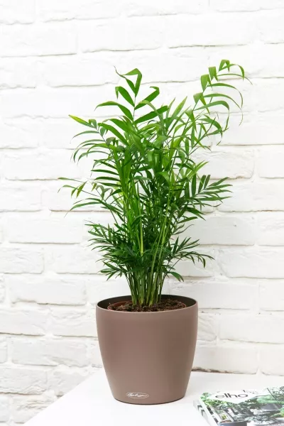 Хамедорея Элеганс 17/60 в CLASSICO Color 21