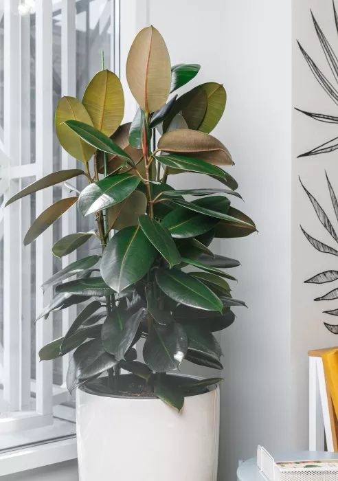 Фикус Эластика в RONDO 40