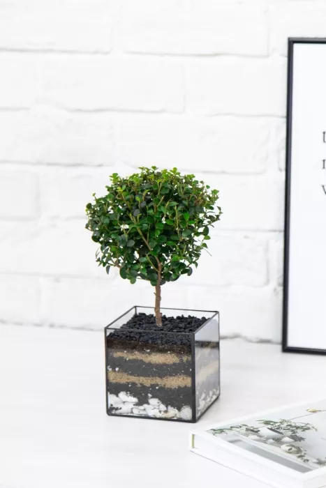 Флорариум с Мирсиной 25 см в кубе