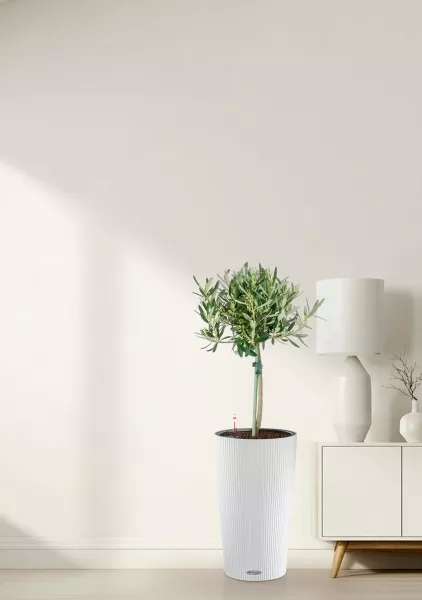 Олива на стволе в CILINDRO 23