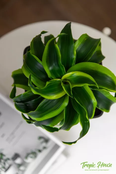 Драцена Торнадо в DELTINI 14