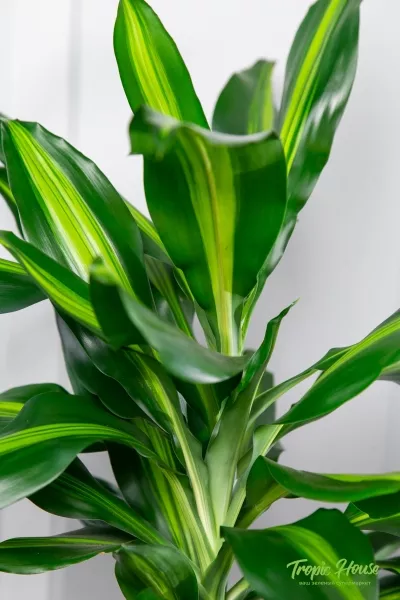 Драцена Чинто 3 ствола 21/110 см