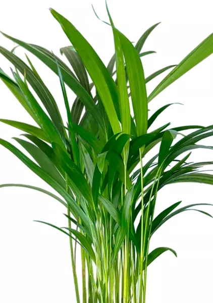 Хризалидокарпус Арека 14/60 в CUBE COLOR 16