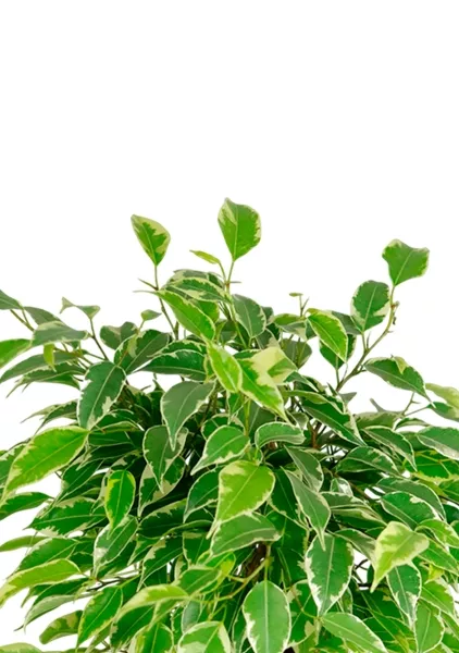 Фикус Бенджамина Кинки Пестрый 12/20 см МП в CUBE COLOR 16