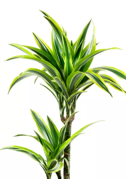 Драцена Лемон Лайм 2 ствола 17/65 см в CLASSICO COLOR 21