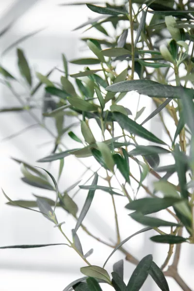 Олива 19/90 в CUBE 30