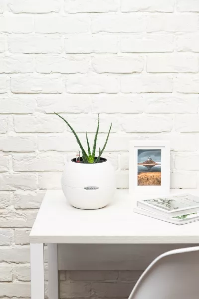 Алоэ Вера в PURO 20