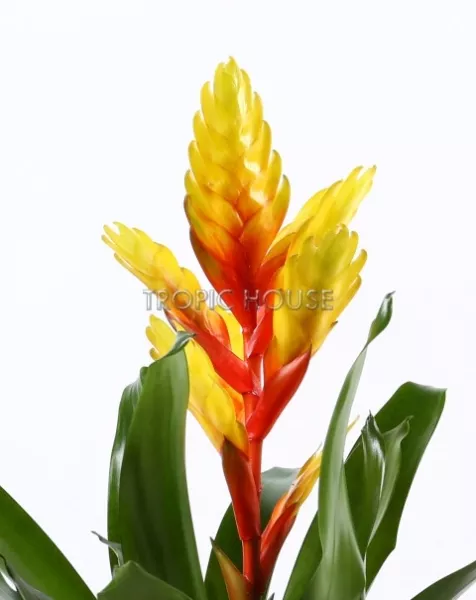 Вриезии микс в CLASSICO LS 21