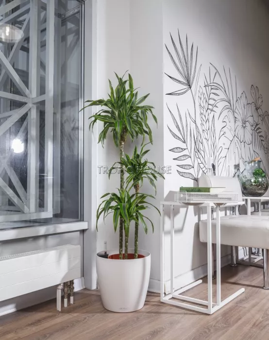 Драцена Лемон Лайм 3 ствола в CLASSICO 35