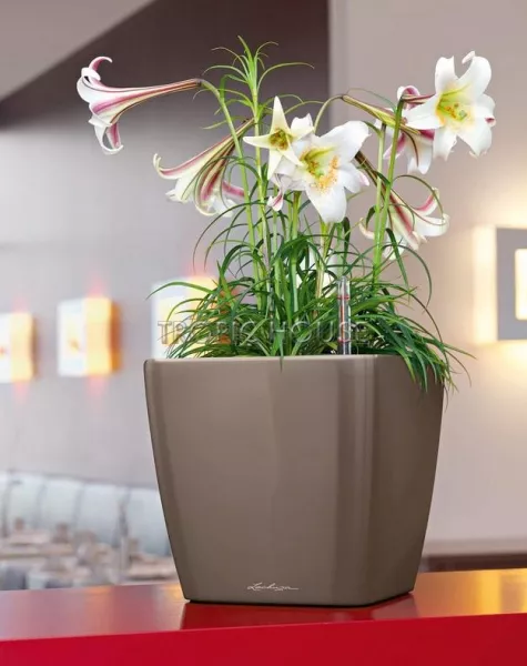 Кашпо LECHUZA QUADRO LS 35х33 см