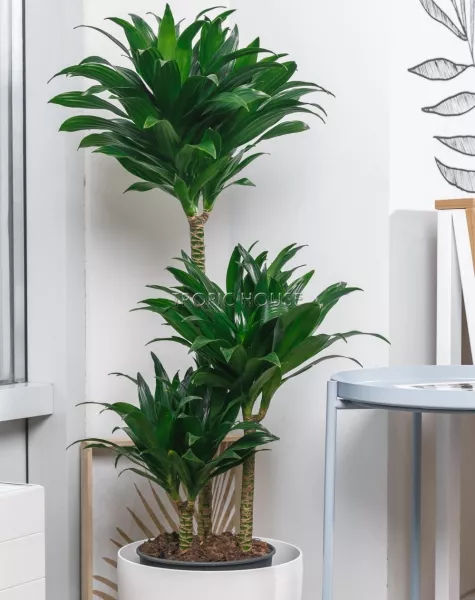 Драцена Компакта 3 ствола в CLASSICO 28