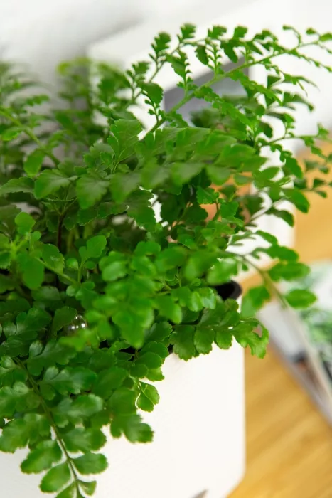 Папоротник Парвати в CUBE COLOR 14