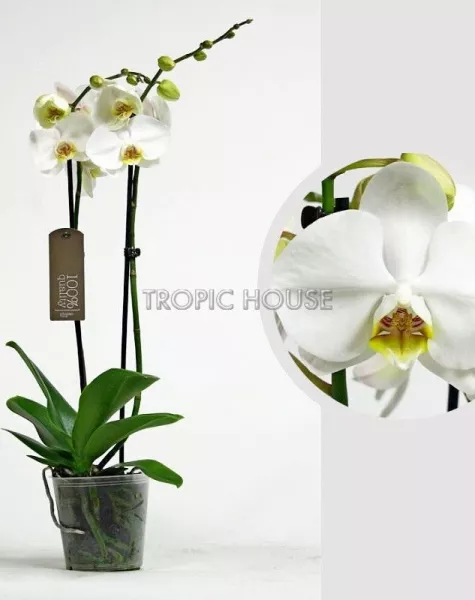 Орхидея Фаленопсис Кембридж белая 12/70 см в LAMELA MAGNOLIA fi 135